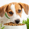 How to Get a Picky Dog to Eat Dry Food: A Comprehensive Guide