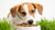 How to Get a Picky Dog to Eat Dry Food: A Comprehensive Guide