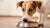 How to Get a Picky Dog to Eat Their Food: Proven Strategies for Dog Parents
