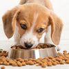 How to Get a Puppy to Eat Dry Dog Food: A Comprehensive Guide for Pet Owners