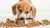 How to Get a Puppy to Eat Dry Dog Food: A Comprehensive Guide for Pet Owners