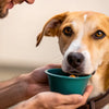 How to Get a Sick Dog to Eat His Food: Tips for Recovery