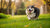 How to Get an Obese Dog to Lose Weight: A Comprehensive Guide for Pet Owners