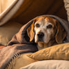 How to Get an Old Dog to Gain Weight: A Comprehensive Guide