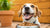How to Get Dogs to Eat Dog Food Again: Tips for Pet Parents