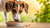 How to Get Dogs to Eat Dry Dog Food: Tips and Strategies for Picky Eaters