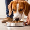 How to Get Dogs to Eat Their Dry Food: A Comprehensive Guide for Pet Owners