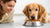 How to Get Dogs to Eat Their Own Food: Effective Strategies for Pet Owners