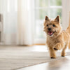 How to Get More Fiber in Your Dog's Diet: A Comprehensive Guide