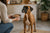 How to Get My Boxer Dog to Gain Weight Safely