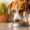 How to Get My Dog to Eat Dog Food Again: Effective Solutions for Picky Eaters