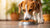 How to Get My Dog to Eat Dog Food Again: Effective Solutions for Picky Eaters