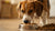 How to Get My Dog to Eat Dry Food: Proven Tips and Strategies