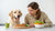 How to Get My Dog to Eat His Dog Food: A Comprehensive Guide For Pet Owners-140409929967