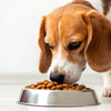 How to Get My Dog to Eat His Dry Food