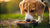 How to Get My Dog to Eat His Food: Practical Solutions for Picky Eaters-140403507439