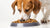 How to Get My Dog to Eat His Kibble: Proven Strategies for Picky Eaters