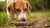 How to Get My Dog to Eat Kibble: Tips and Tricks for Picky Eaters