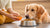 How to Get My Dog to Eat More Food: Essential Tips for Pet Owners-140407013615