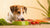 How to Get My Dog to Eat Raw Food: Effective Strategies for a Healthy Transition