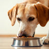 How to Get My Dog to Gain Weight Quickly: A Comprehensive Guide