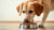 How to Get My Dog to Gain Weight Quickly: A Comprehensive Guide