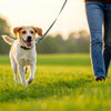 How to Get My Dog to Lose Weight Fast: A Comprehensive Guide