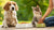 How to Get My Dog to Stop Eating Cat Food: Effective Strategies for Pet Owners