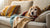 How to Get My Old Dog to Gain Weight: A Comprehensive Guide for Concerned Pet Owners