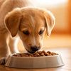 How to Get My Puppy to Eat Dog Food: Effective Strategies for a Healthy Feeding Routine