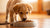 How to Get My Puppy to Eat Dog Food: Effective Strategies for a Healthy Feeding Routine