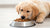 How to Get My Puppy to Eat Dry Dog Food: A Comprehensive Guide for Pet Owners