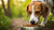 How to Get Picky Dog to Eat Food: A Comprehensive Guide for Dog Owners