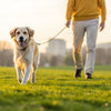 How to Get Weight Off My Dog: A Comprehensive Guide for Pet Owners