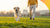 How to Get Weight Off My Dog: A Comprehensive Guide for Pet Owners