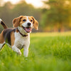 How to Get Weight on a Dog Fast: A Comprehensive Guide for Pet Owners