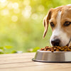 How to Get Your Dog to Eat Dog Food: A Comprehensive Guide