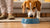 How to Get Your Dog to Eat Dog Food Again: A Comprehensive Guide for Pet Parents-140405342447