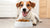 How to Get Your Dog to Eat Dog Food Again: Effective Tips and Strategies-140408062191