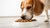 How to Get Your Dog to Eat Dry Dog Food: Expert Tips for Picky Eaters