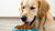 How to Get Your Dog to Eat Dry Food: A Comprehensive Guide-140297011439