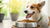 How to Get Your Dog to Eat Dry Food: A Comprehensive Guide for Concerned Pet Owners