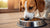 How to Get Your Dog to Eat Dry Food Again: A Comprehensive Guide