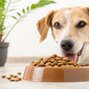 How to Get Your Dog to Eat Dry Food Again: Proven Strategies for Picky Eaters