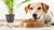 How to Get Your Dog to Eat Dry Food Again: Proven Strategies for Picky Eaters