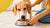 How to Get Your Dog to Eat Food: 12 Practical Tips for Pet Owners-140404457711