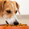 How to Get Your Dog to Eat Food: Tips for Picky Eaters