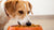 How to Get Your Dog to Eat Food: Tips for Picky Eaters