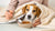 How to Get Your Dog to Eat Food When Sick: Comprehensive Tips for Pet Owners