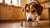 How to Get Your Dog to Eat His Food: A Comprehensive Guide